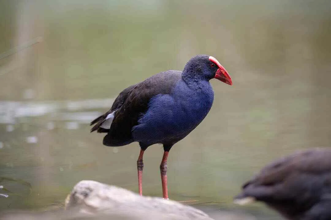 Western swamphen